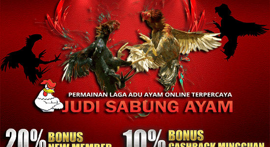 Situs Sabung Ayam S128 Terpercaya Situs Sabung Ayam S128 Terpercaya