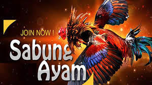 Agen Daftar Games Judi Sabung Ayam Online S128 Agen Daftar Games Judi Sabung Ayam Online S128
